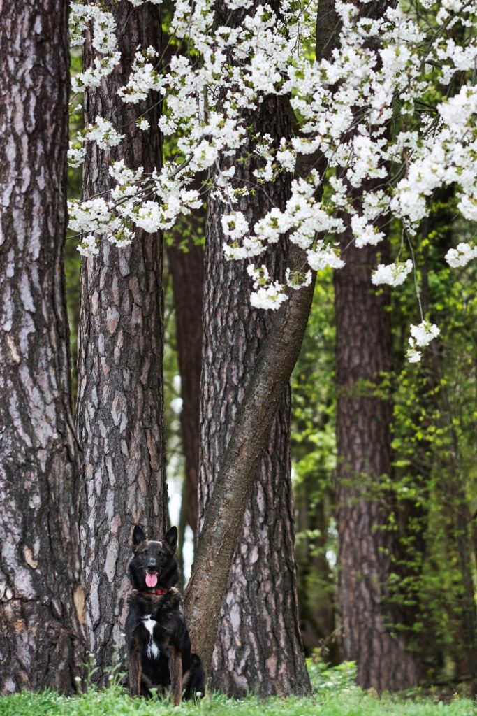 fotografia zwierzęta