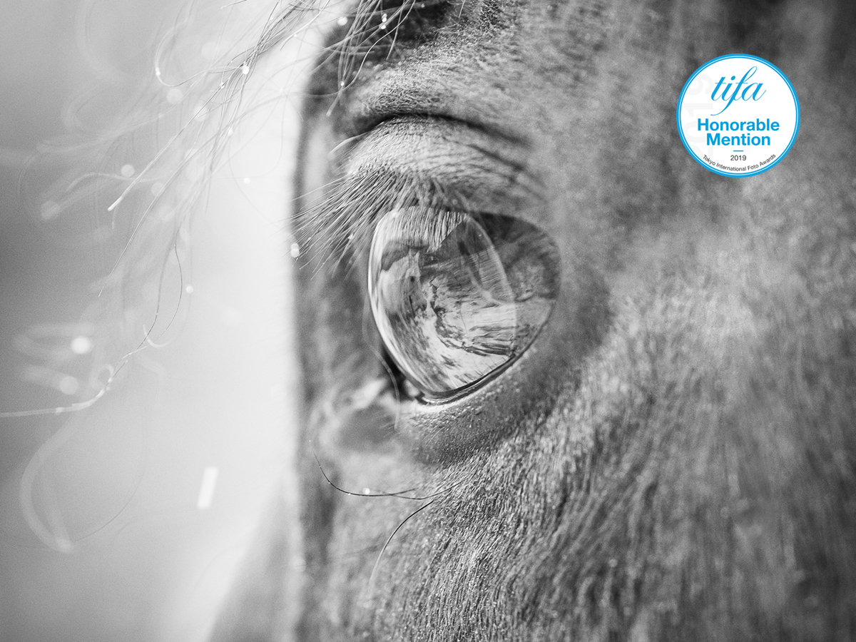 fotografia konkursowa