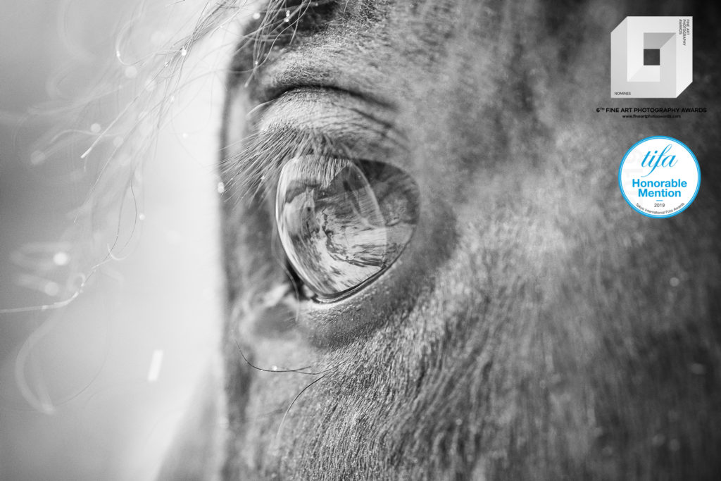 fotografia konkursowa