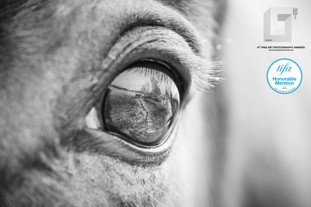 fotografia konkursowa