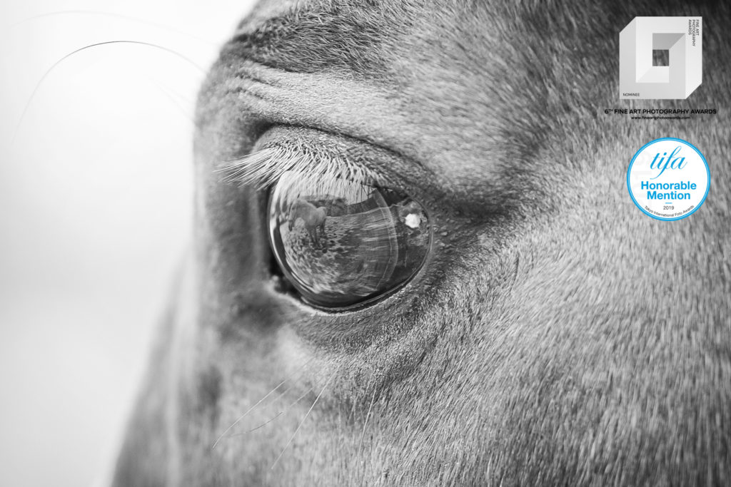 fotografia konkursowa