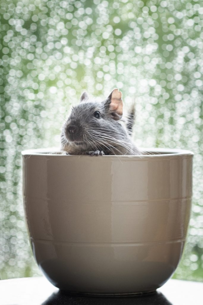 fotografia zwierzęta