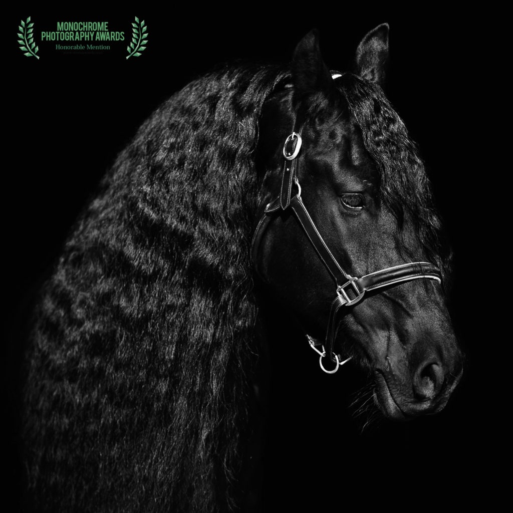 fotografia konkursowa