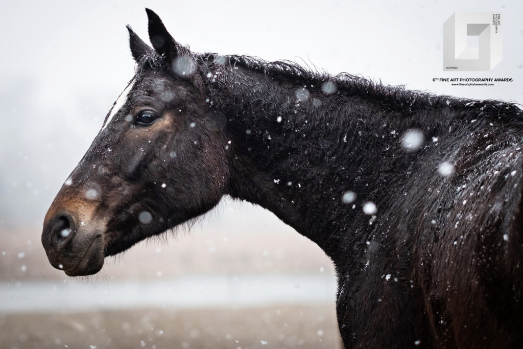 fotografia konkursowa