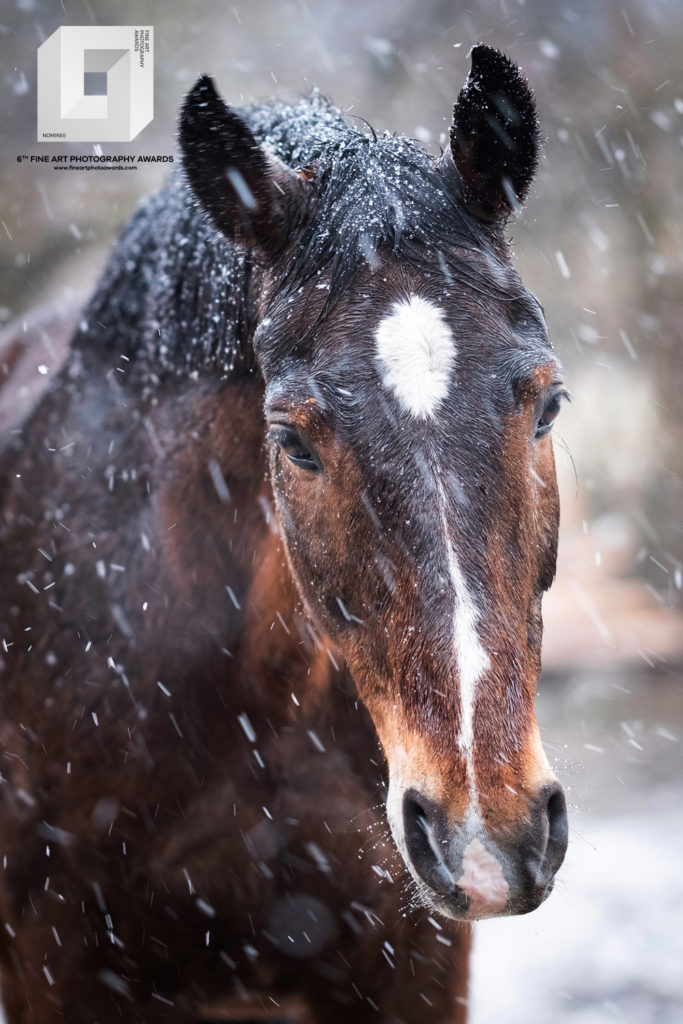 fotografia konkursowa