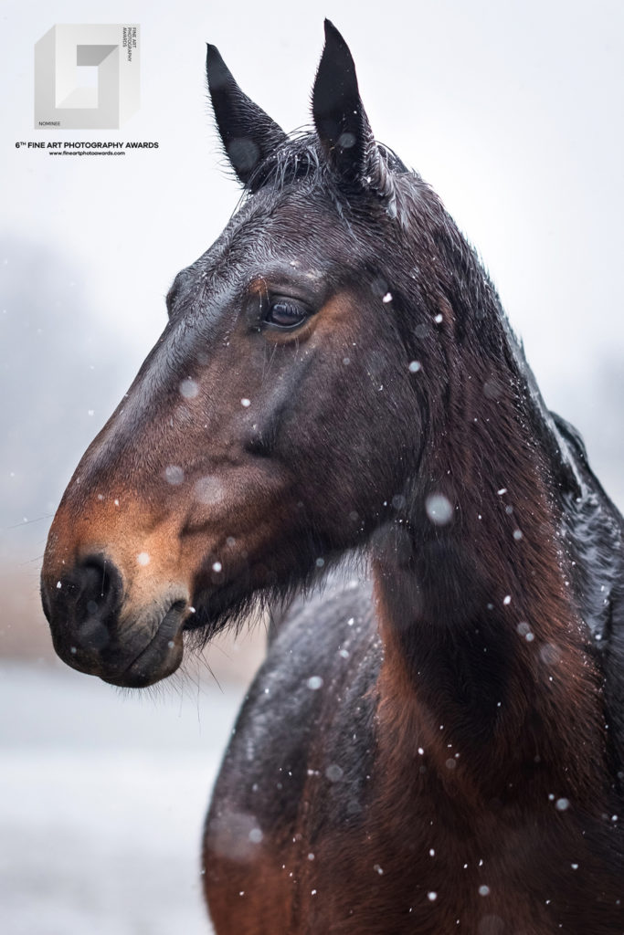 fotografia konkursowa