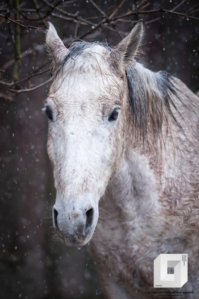 fotografia konkursowa