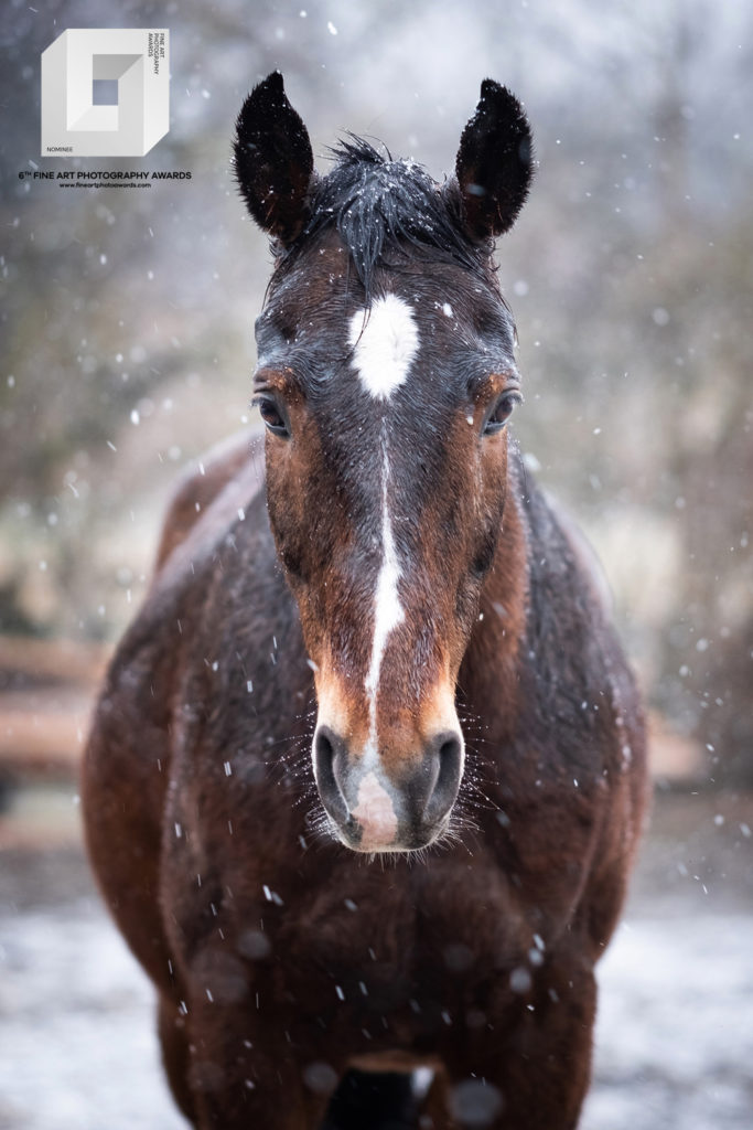 fotografia konkursowa