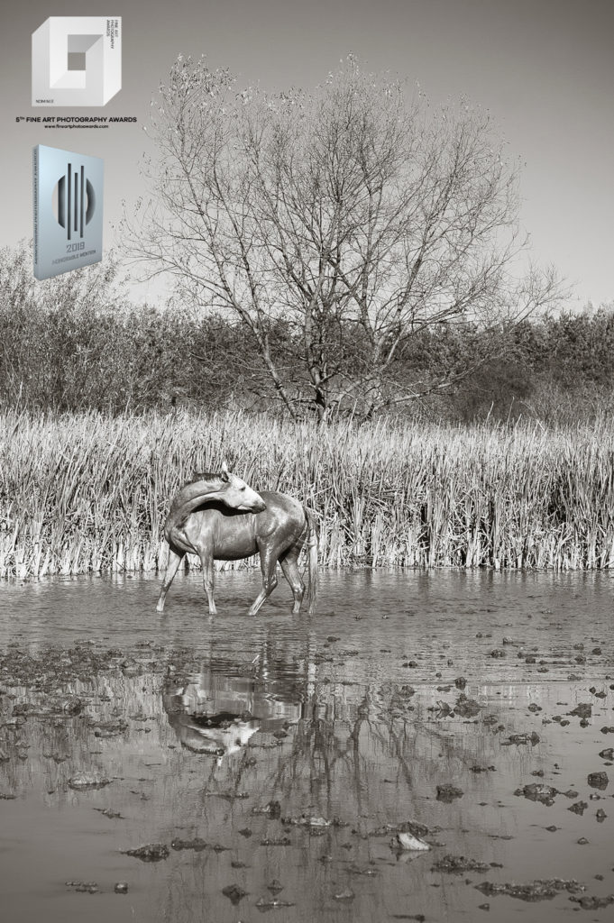 fotografia konkursowa