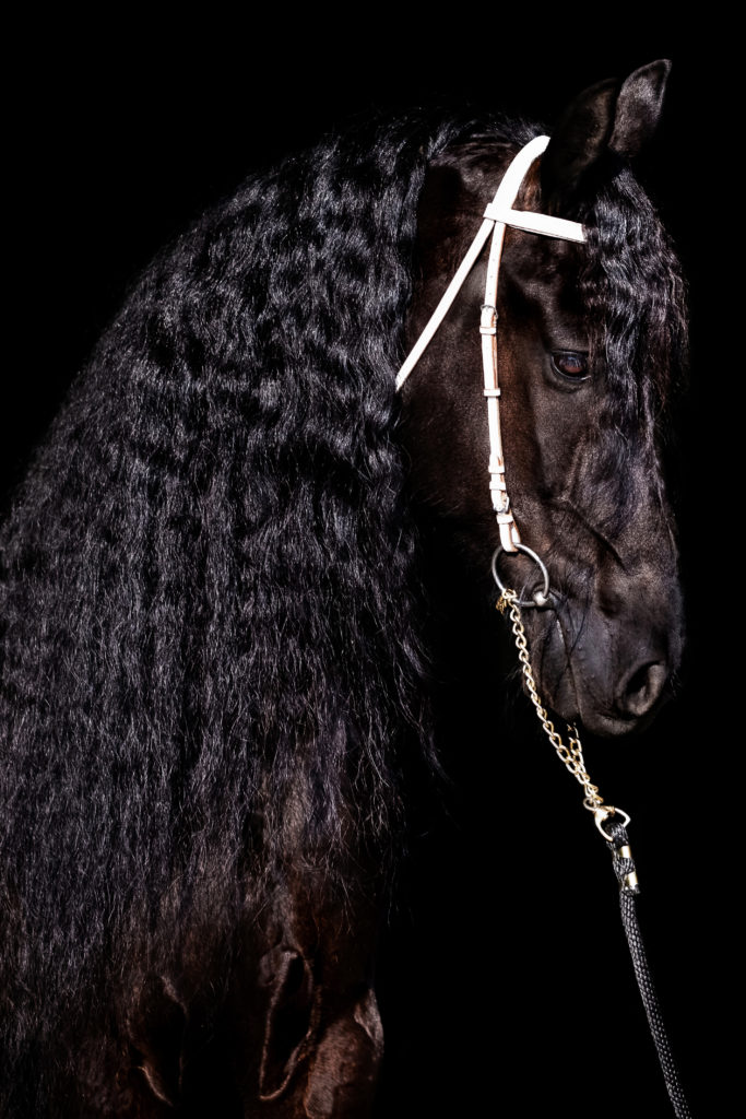 fotografia zwierzęta