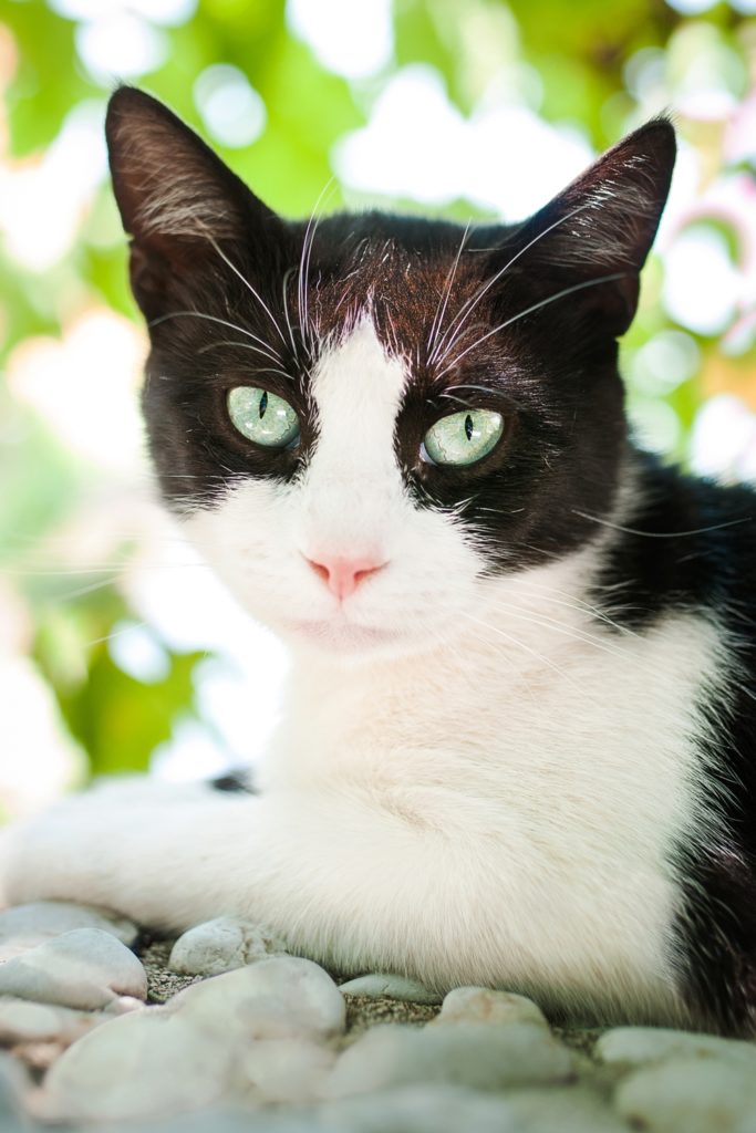 fotografia zwierzęta