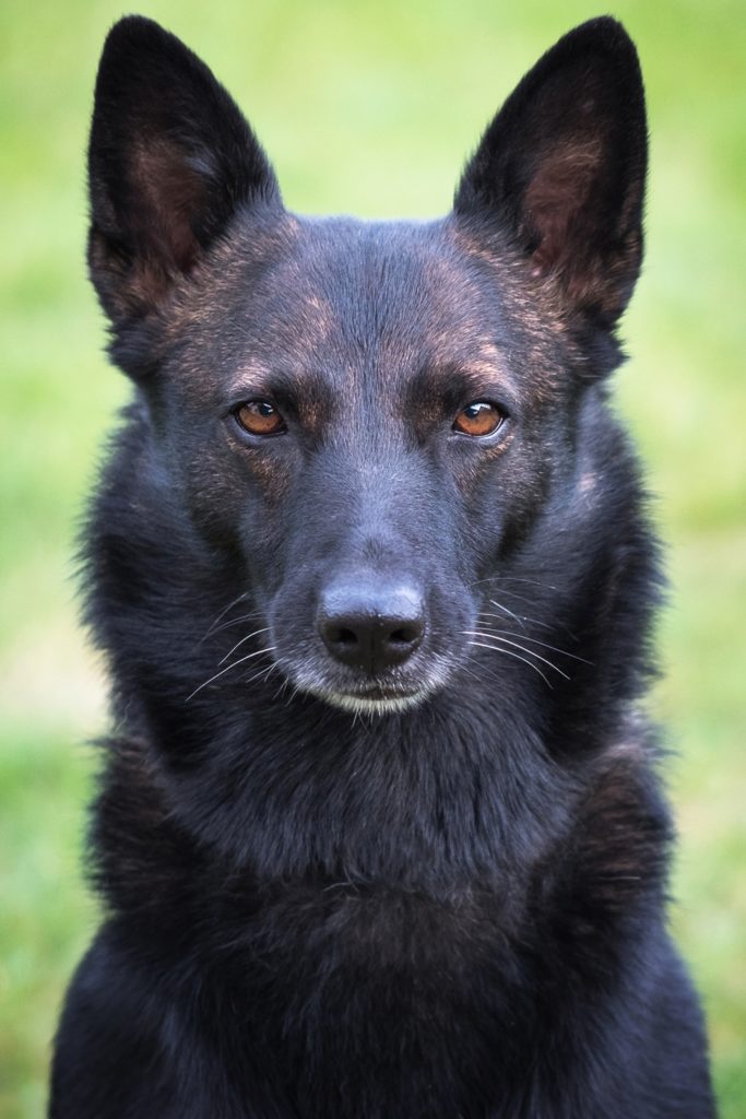 fotografia zwierzęta