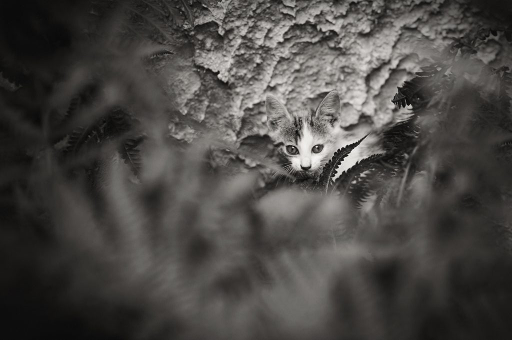 fotografia zwierzęta