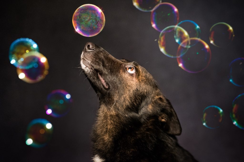 fotografia zwierzęta