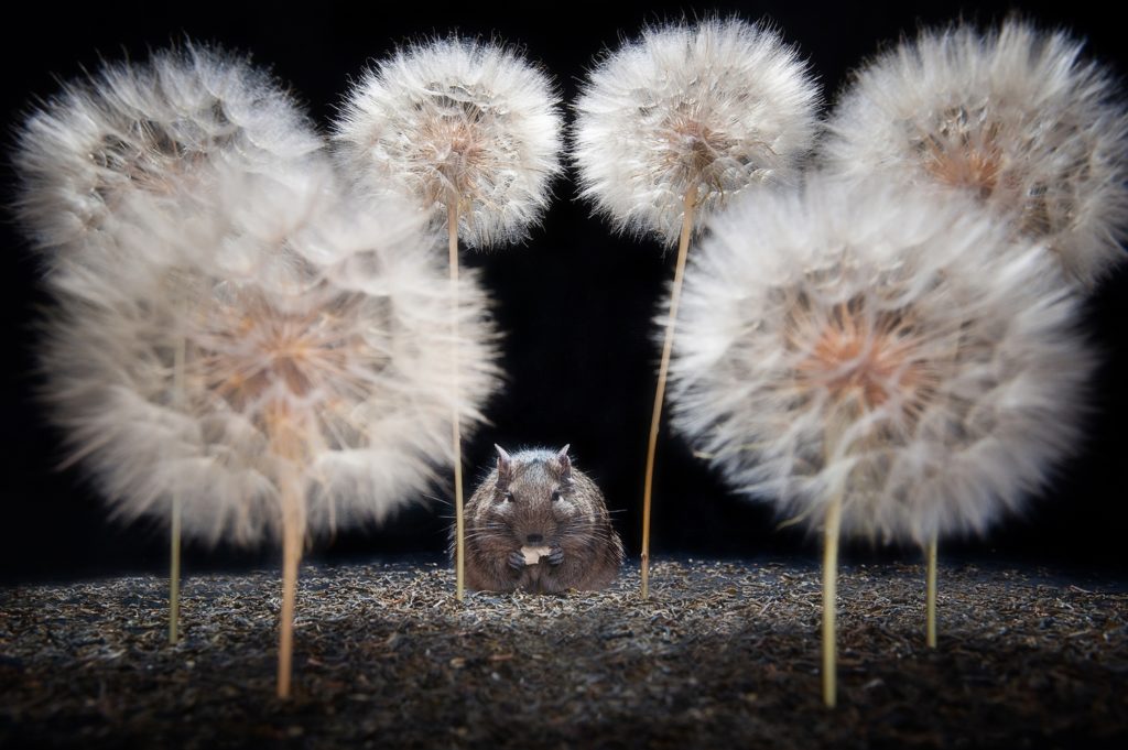 fotografia zwierzęta