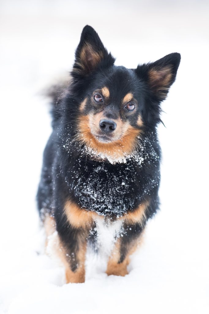 fotografia zwierzęta