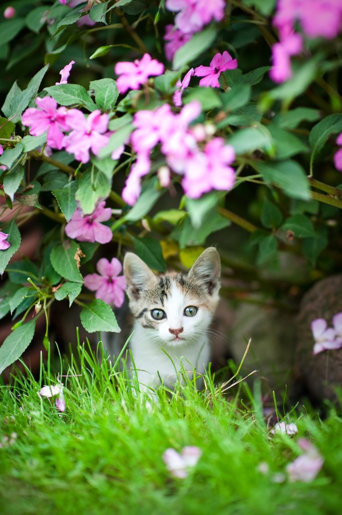 fotografia zwierzęta